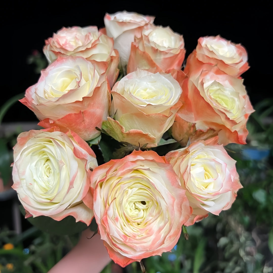 Adventure Rose