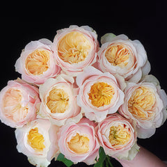 Ailor Rose