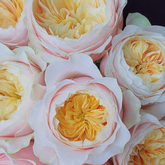 Ailor Rose
