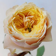 Ailor Rose