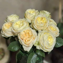 Ailor Rose