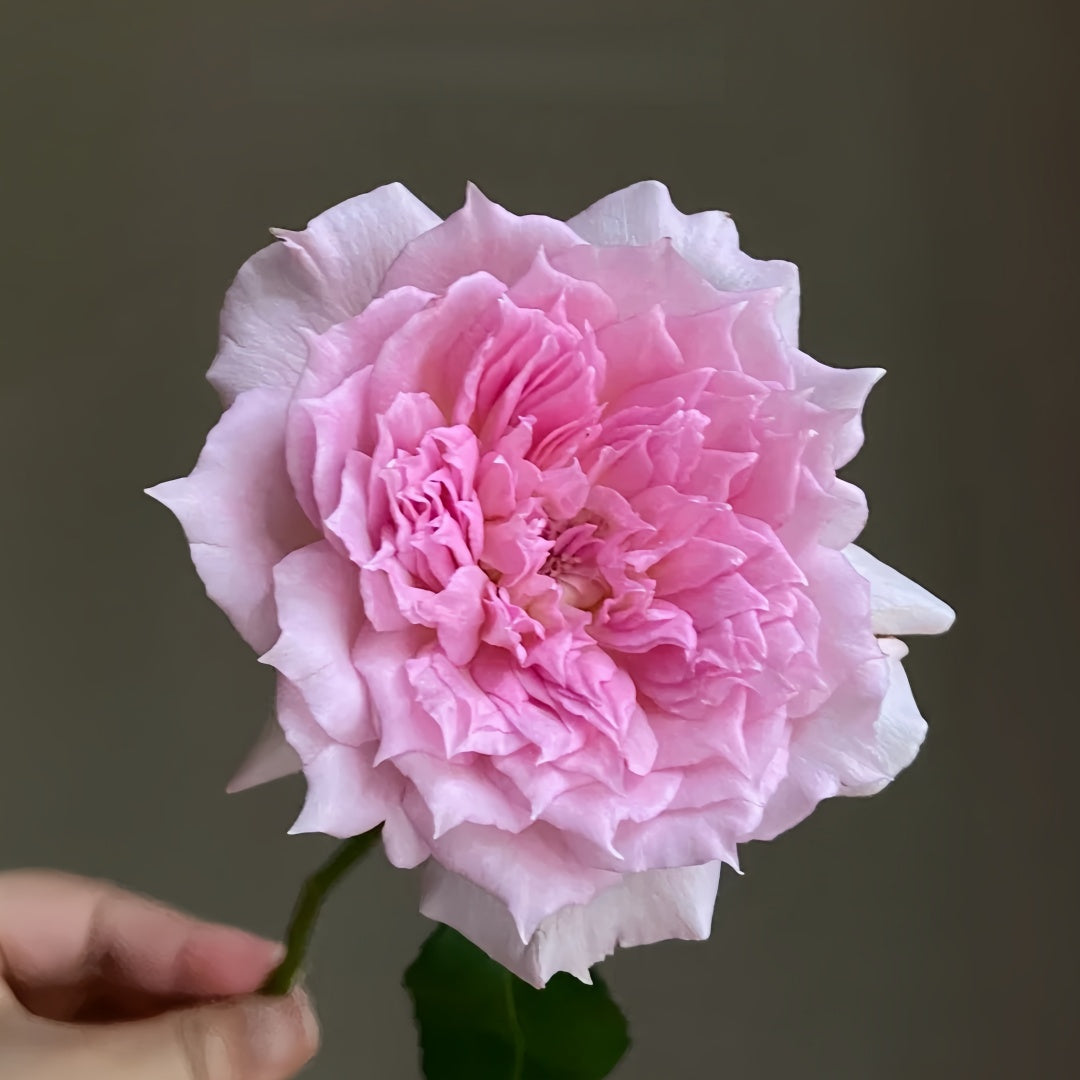 Ajourée Rose