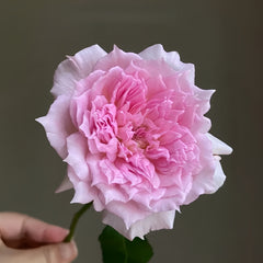 Ajourée Rose