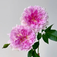 Ajourée Rose