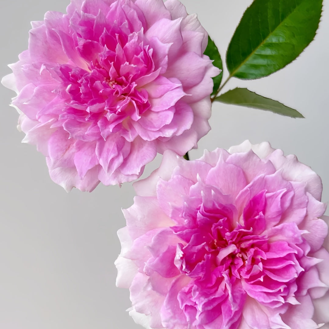 Ajourée Rose