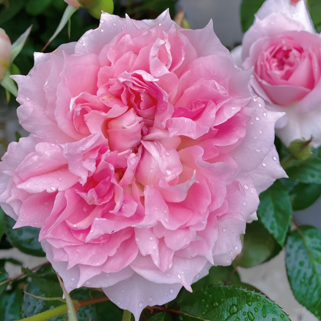 Ajourée Rose