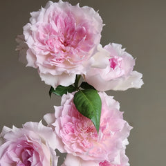 Ajourée Rose