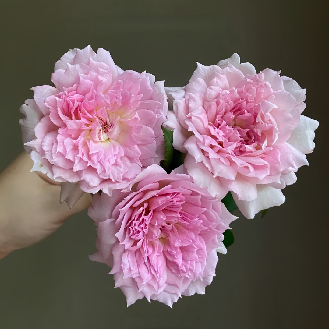 Ajourée Rose