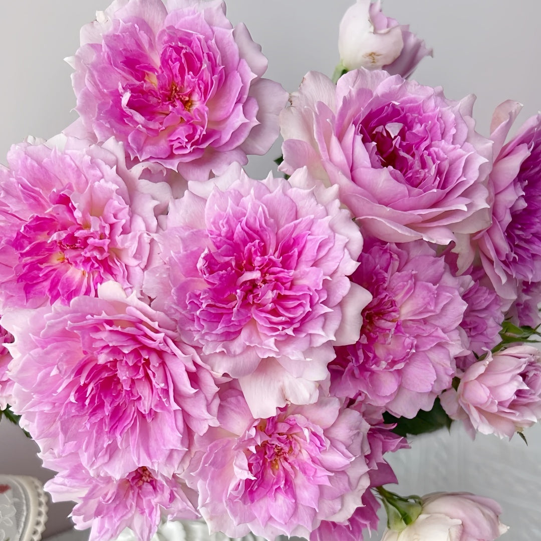 Ajourée Rose