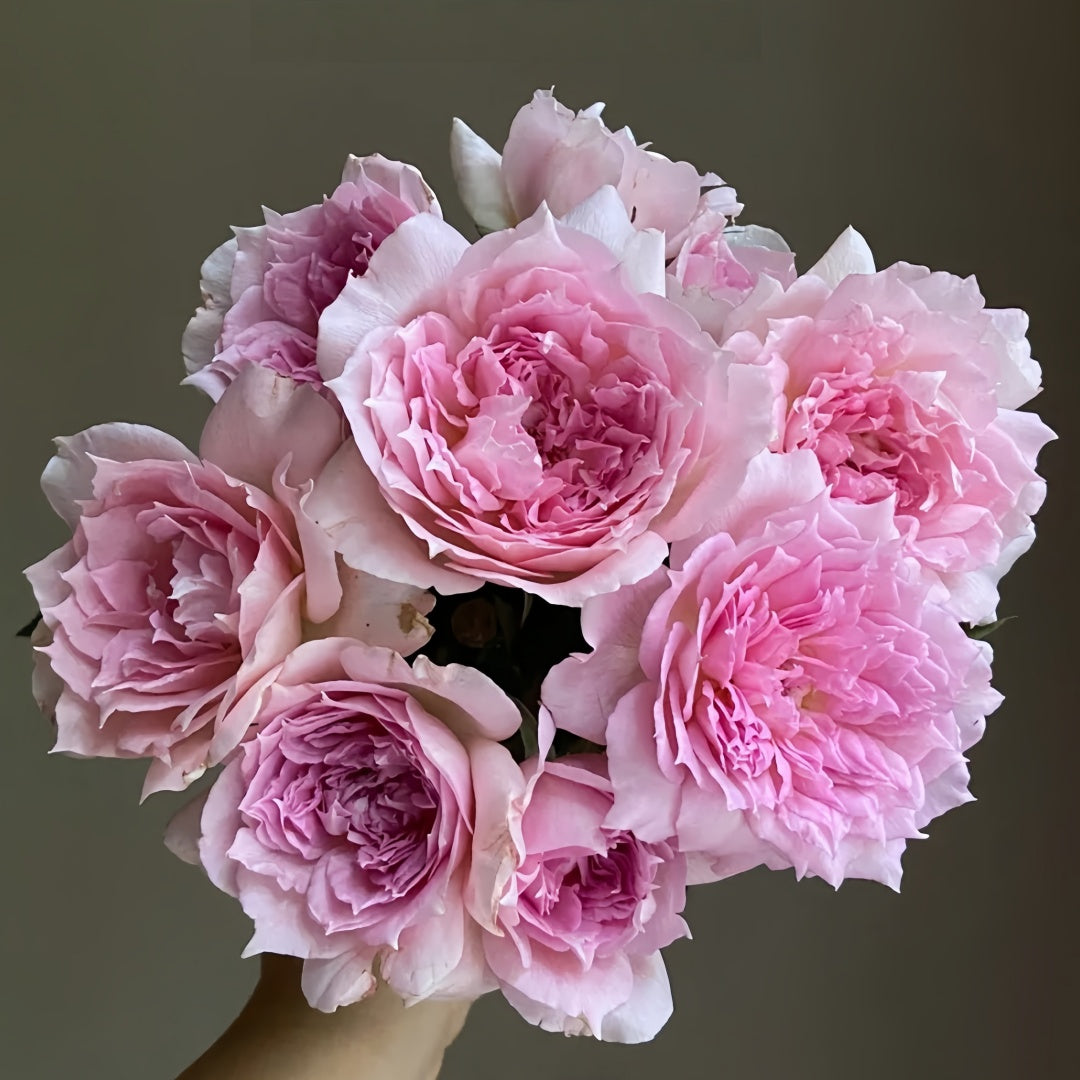 Ajourée Rose