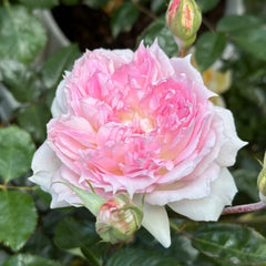 Ajouree Rose