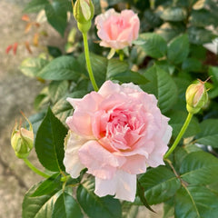 Ajouree Rose