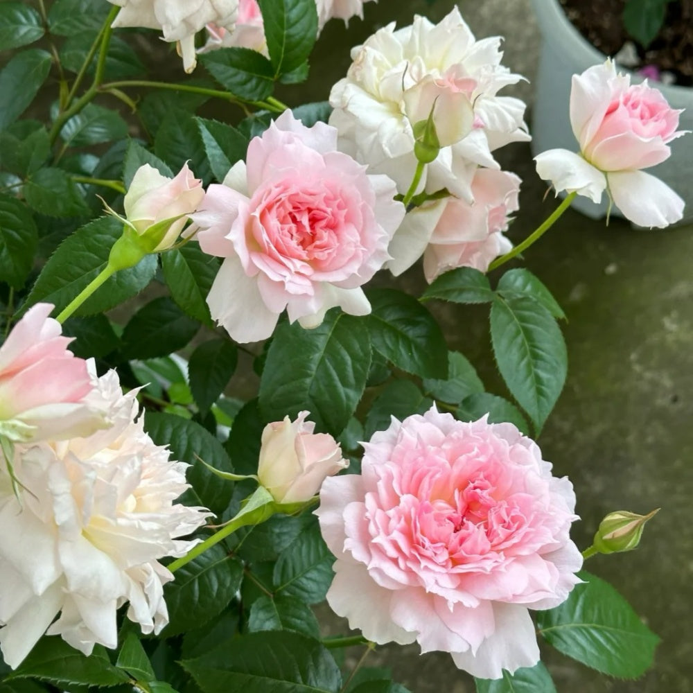 Ajouree Rose