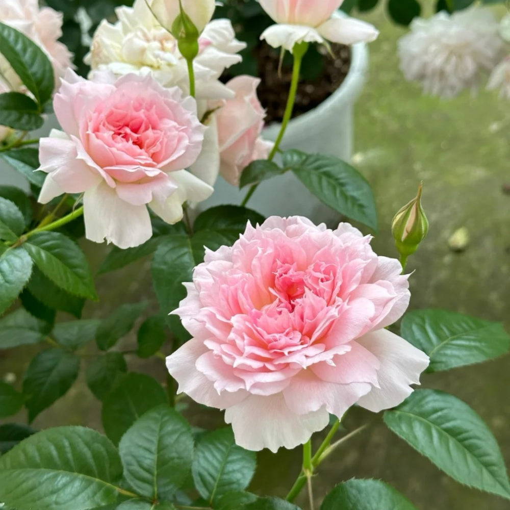 Ajouree Rose