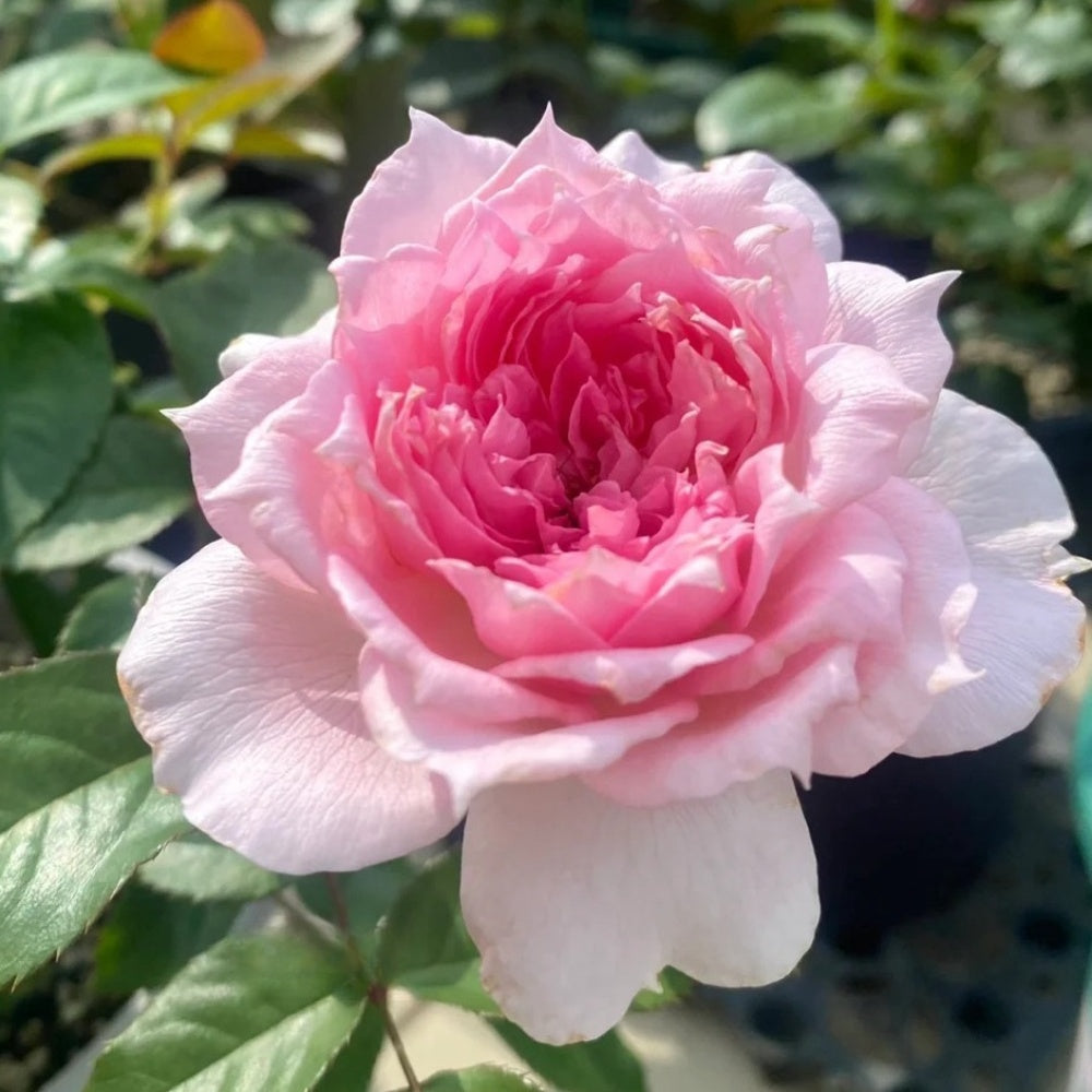 Ajouree Rose