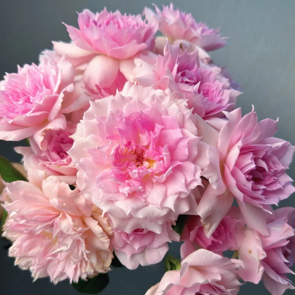 Ajouree Rose