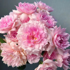 Ajouree Rose