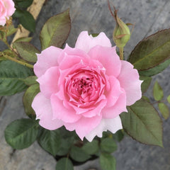 Ajouree Rose