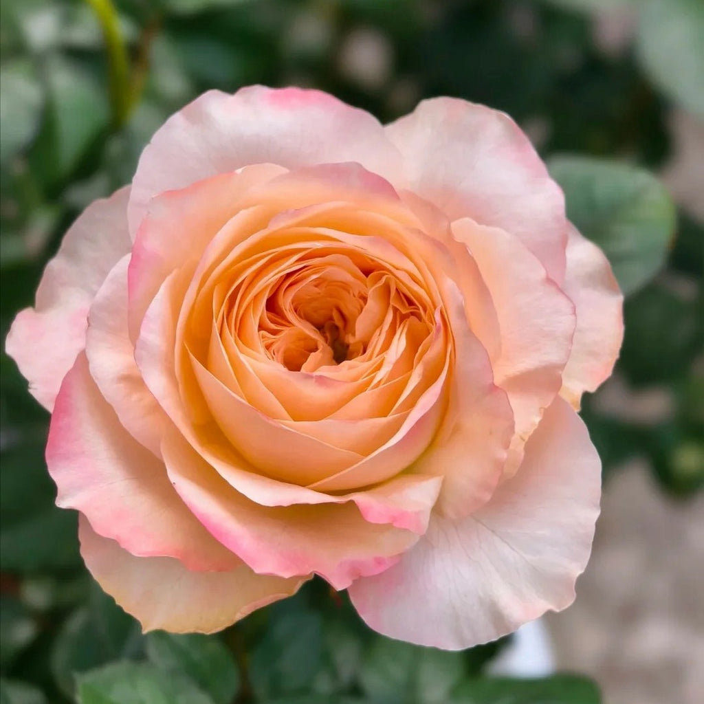 roserine Dr's esthetics ・Rady・エイミーイストワール roserine Dr's esthetics ・Rady・エイミーイストワール - メルカリ