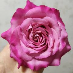 All Four Love Rose