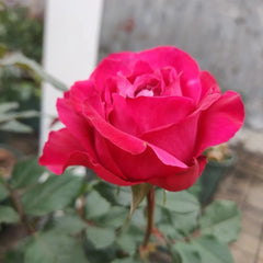 All Four Love Rose
