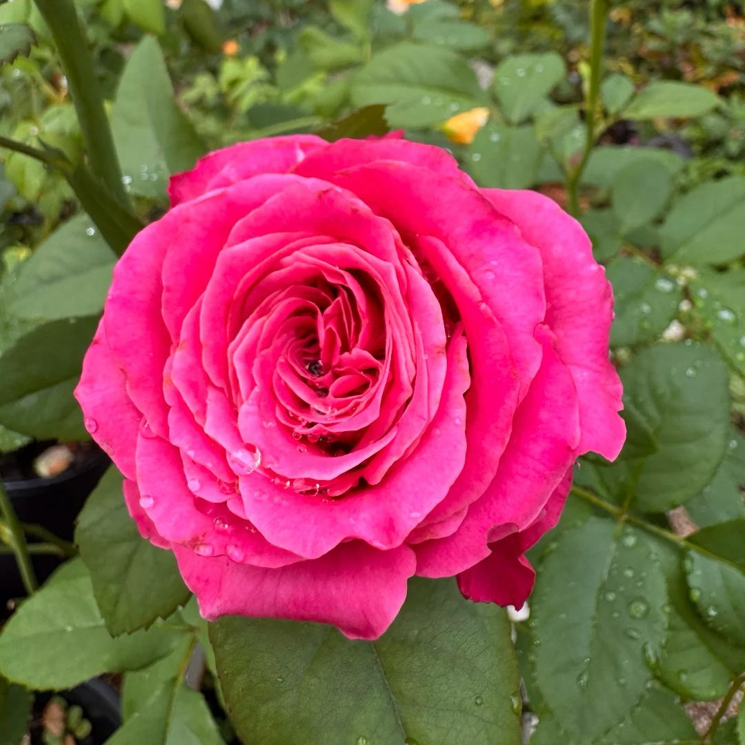 All Four Love Rose