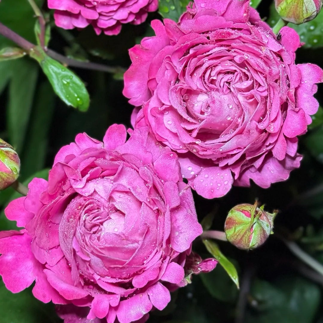 All Four Love Rose