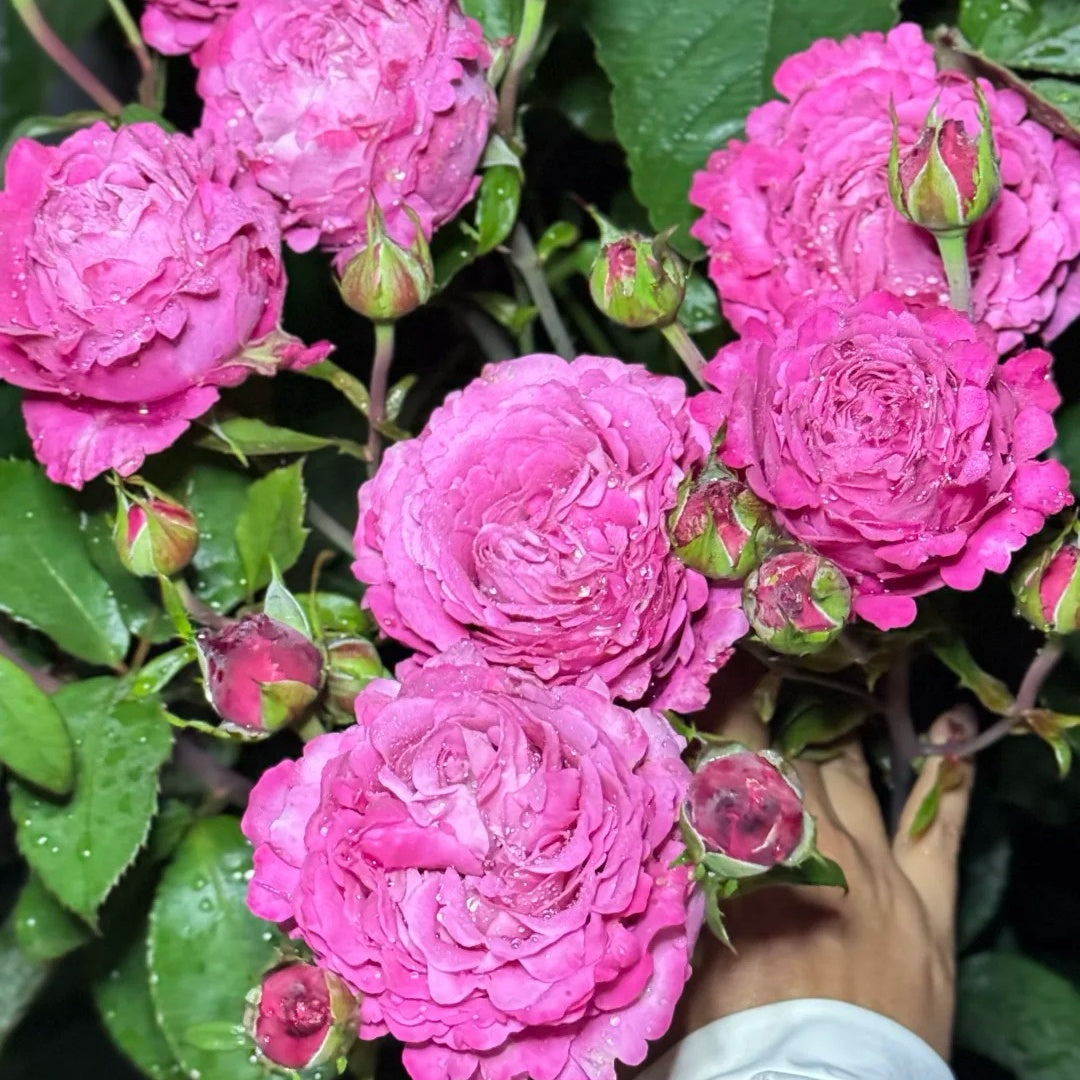 All Four Love Rose