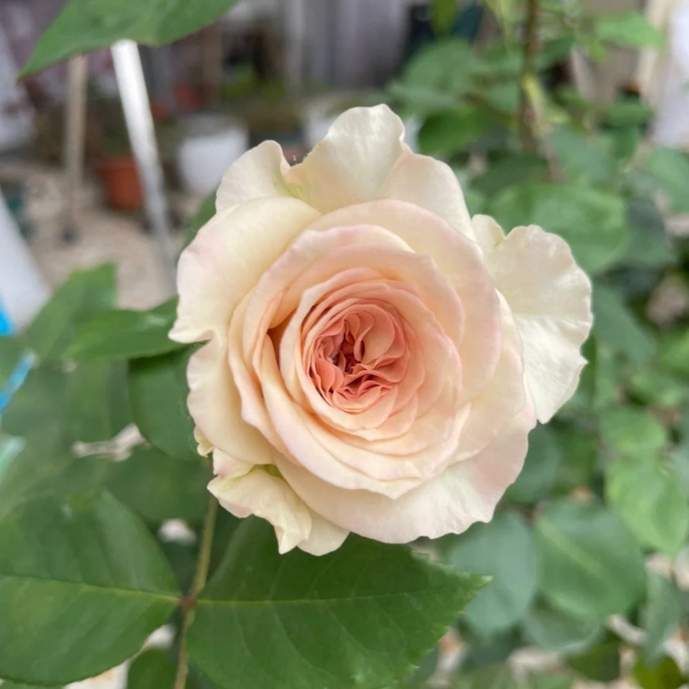 Alles Rose-光之翼｜Japanese Shrub Rose