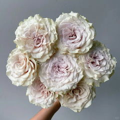 Alles Rose-光之翼｜Japanese Shrub Rose