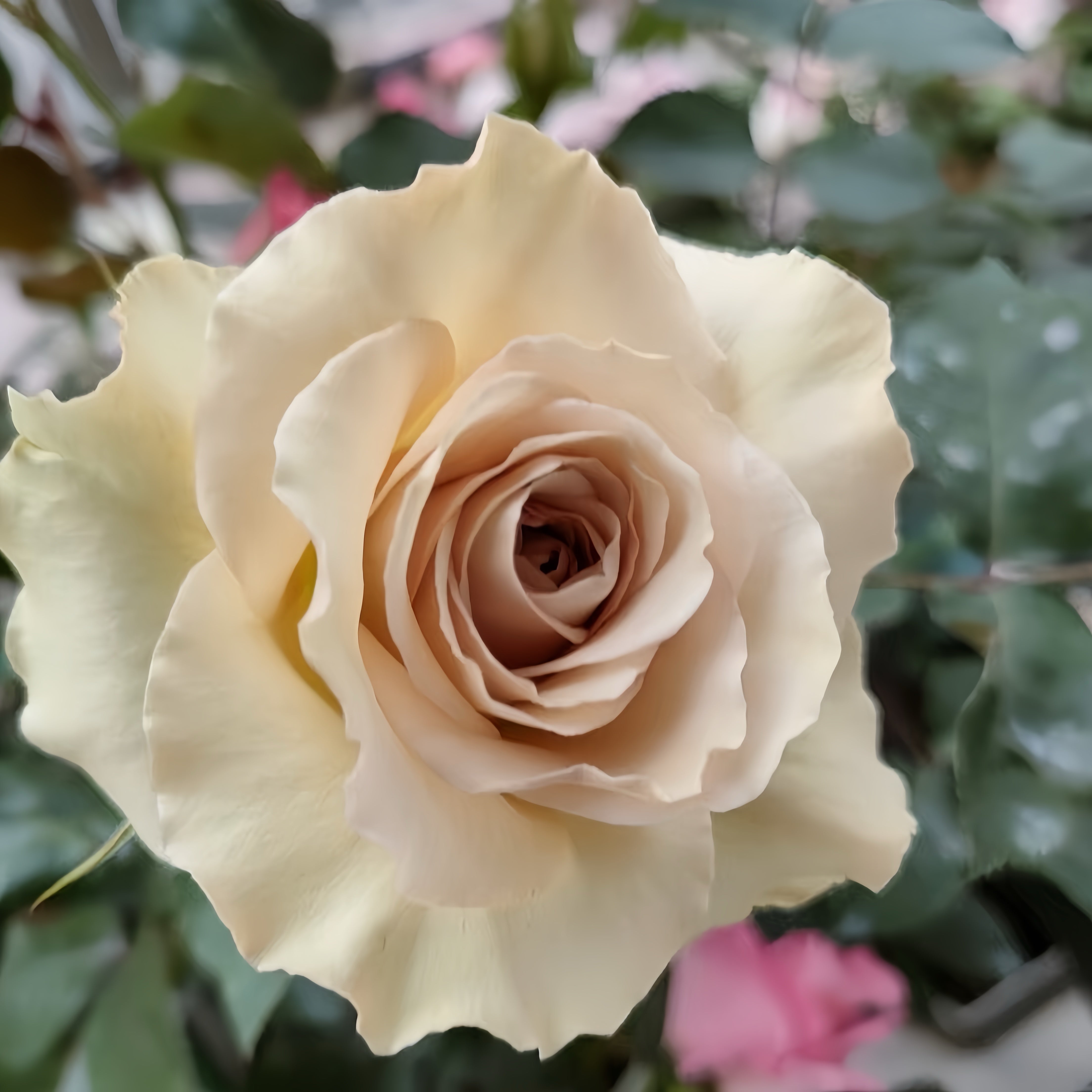 Alles Rose-光之翼｜Japanese Shrub Rose