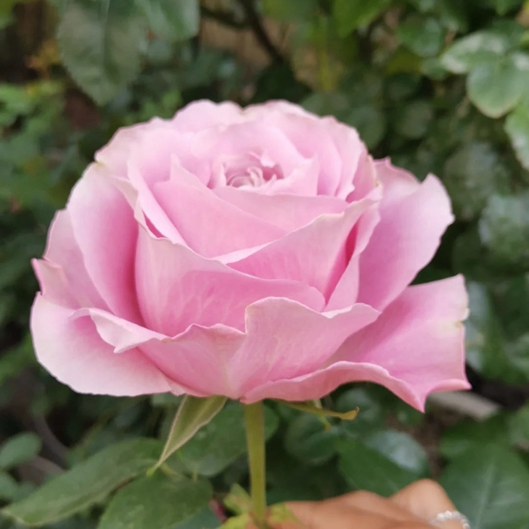 All four boughet Rose