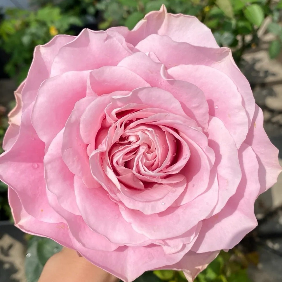 All four boughet Rose