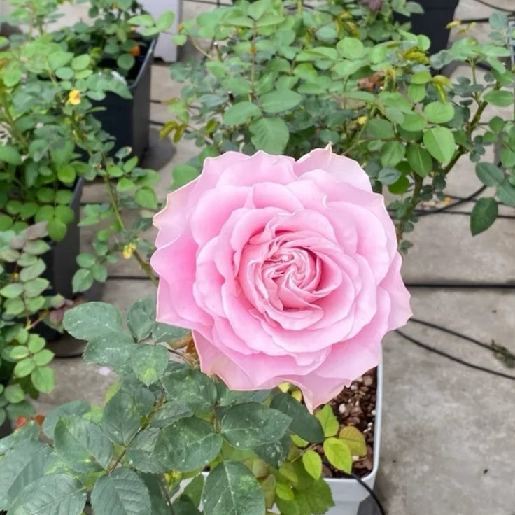 All four boughet Rose