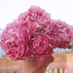 All four cherry blossoms Rose-四樱｜Netherlands Cut Roses