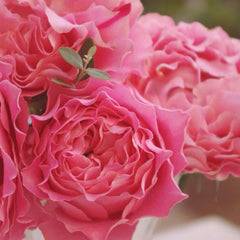 Allfourcherryblossoms7_medium.