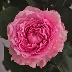 All four kiss Rose
