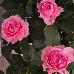 All four kiss Rose