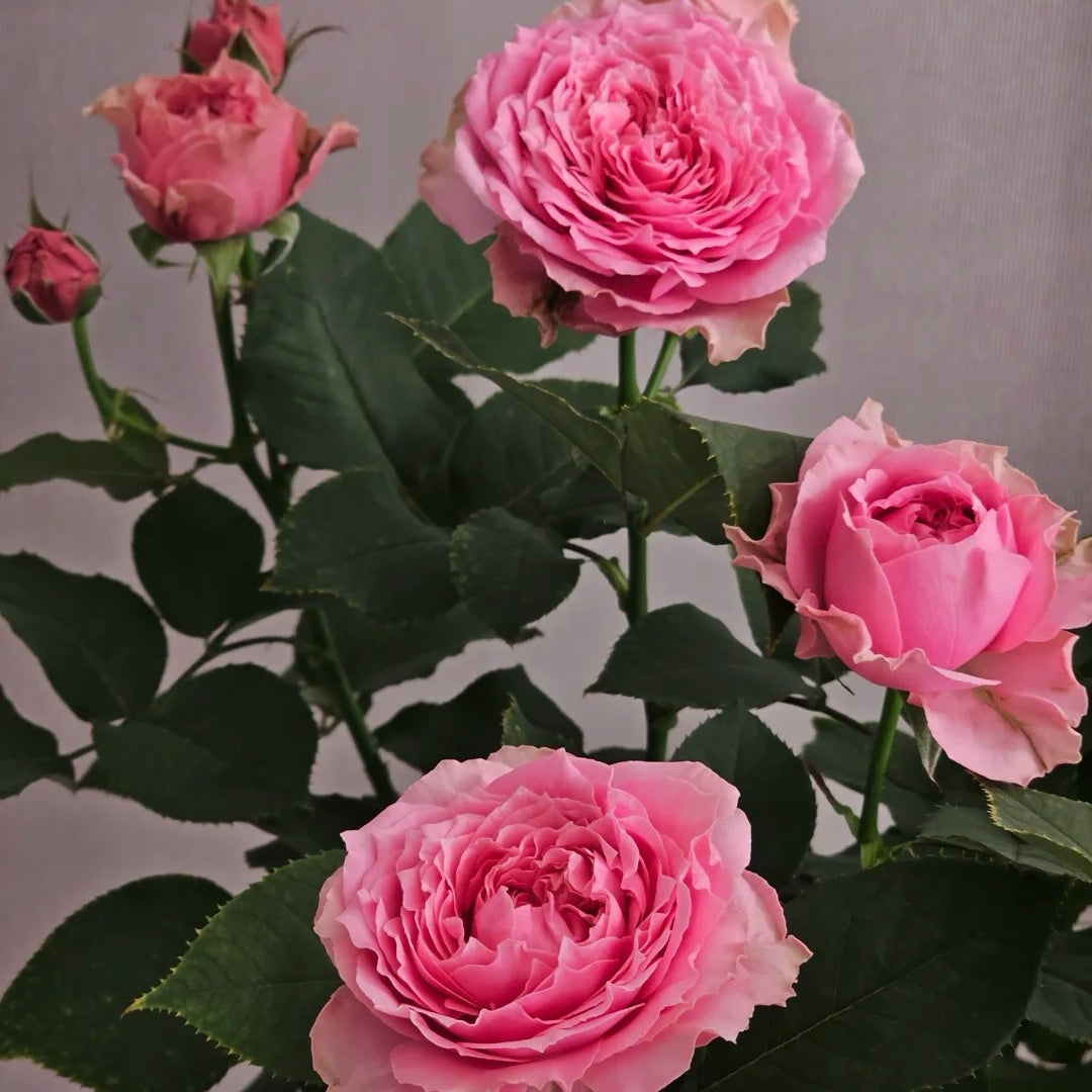 All four kiss Rose