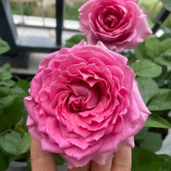All four kiss Rose