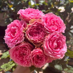 All four kiss Rose