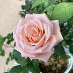 Almond Nougat Rose