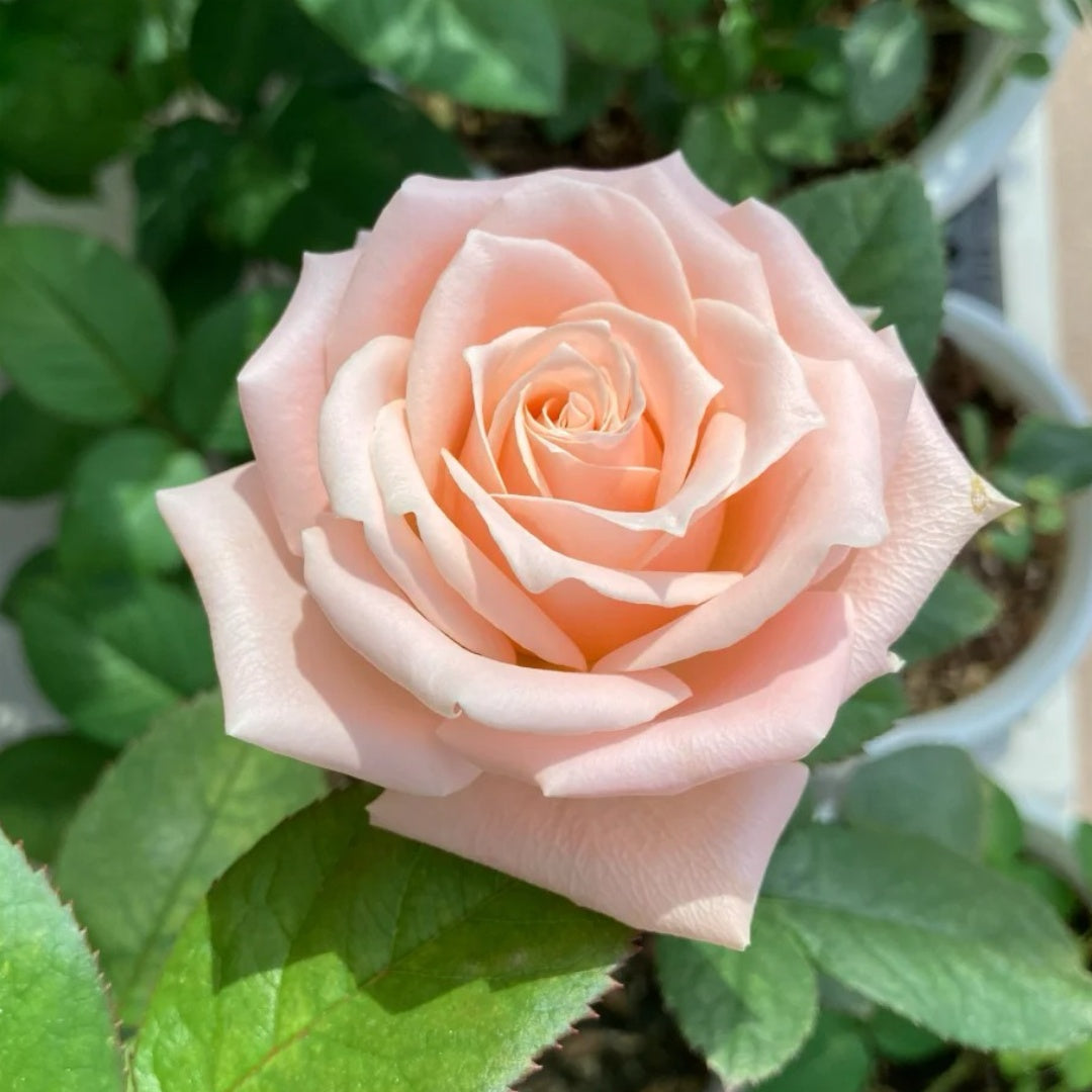 Almond Nougat Rose