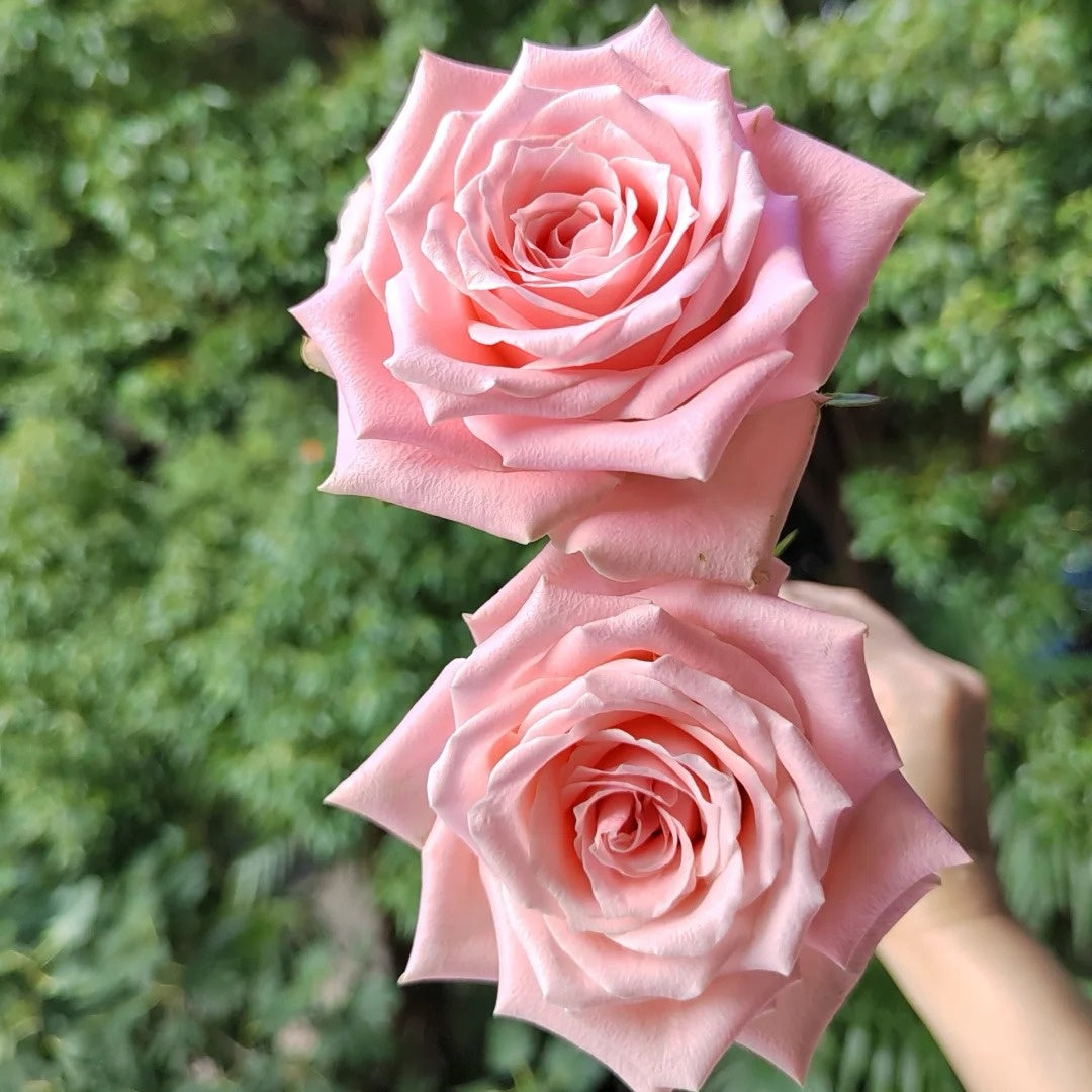 Almond Nougat Rose