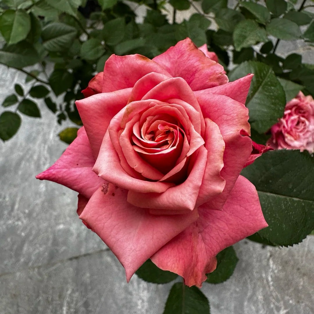 Alter Ego Rose