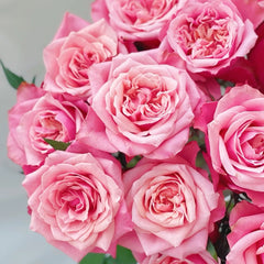 Alter Ego Rose