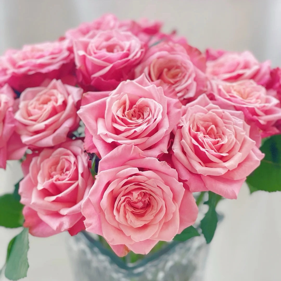 Alter Ego Rose