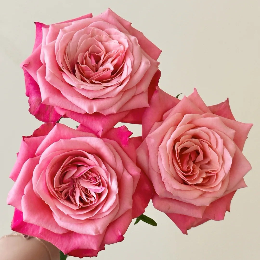 Alter Ego Rose