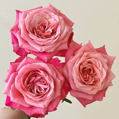 Alter Ego Rose