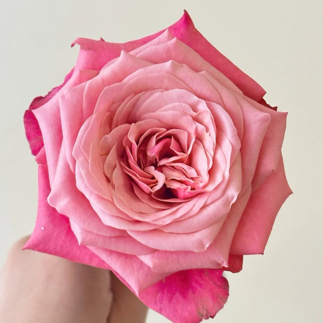 Alter Ego Rose